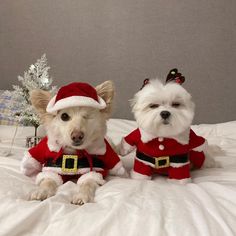 two small white dogs dressed up in christmas outfits on a bed with a christmas tree behind them