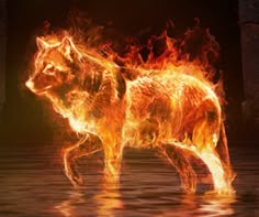 an animal that is in the water with fire on it's back and flames all over its body
