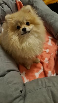 a small brown dog sitting on top of a bed