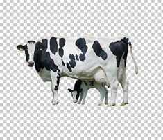 two cows standing next to each other on a field