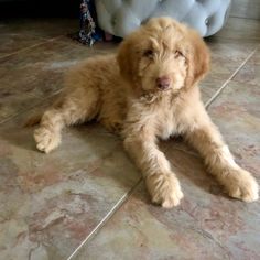 a brown dog laying on top of a tile floor