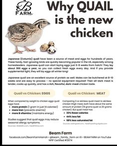 the flyer for farm's quail is shown with an image of a chicken and eggs