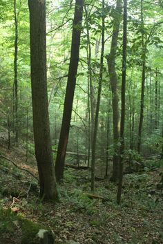 a forest with lots of trees and leaves