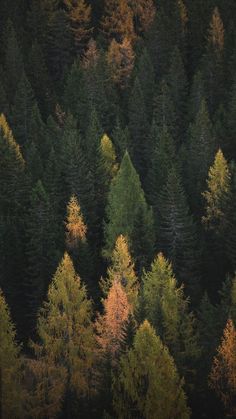 an aerial view of the tops of trees with yellow and green leaves on them in autumn