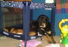 a dog laying on the floor in front of a blue bunk bed with a stuffed animal