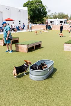 two dogs are playing in an empty dog bathtub on the grass with people watching