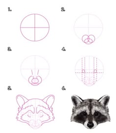 the instructions for how to draw a raccoon's head