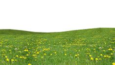 a field full of green grass and yellow flowers