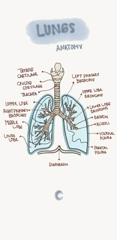 the lungs are labeled in this diagram