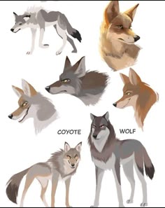 an image of different types of wolfs