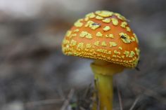 a yellow and orange mushroom sitting on the ground