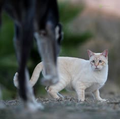 two cats standing next to each other on the ground