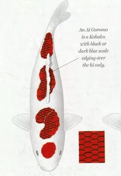 an advertisement for koi fish with red and white scales on the body, in front of a white background