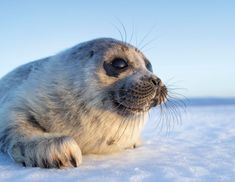 a grey seal laying on top of snow covered ground