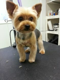 a small brown dog standing on top of a table