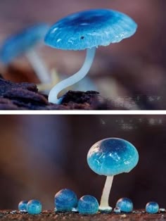two pictures of blue mushrooms with white tops