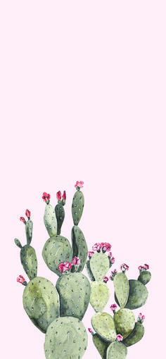 a green cactus with pink flowers on it