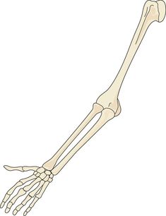 the bones of the lower limbs and upper limbs