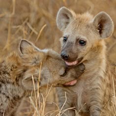 two baby hyenas playing with each other in the tall dry grass and brush