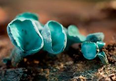 a close up of some kind of plant growing out of the ground with dirt on it