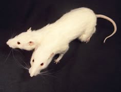 a white rat is standing on its hind legs and it's head turned to the side
