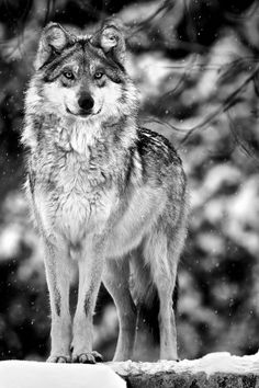 Monochrome Wolf Image, Black And White Wolf, Wolves Black And White, Wildlife Photography Black Wolf, Black And White Wolf Contrast, Black And White Photos Of Wolves, Wolf Howling Black And White, Two Wolves In Black And White, Monochrome Wolf Photography