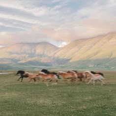 a herd of horses running across a grass covered field with mountains in the back ground