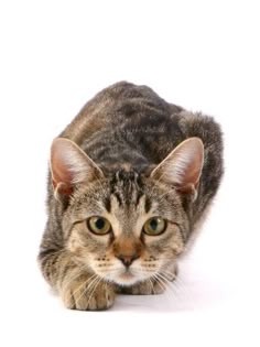 a close up of a cat on a white background