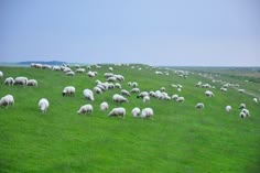 a large herd of sheep grazing on a lush green hill side in an open field