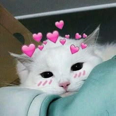 a white cat with pink hearts on it's head