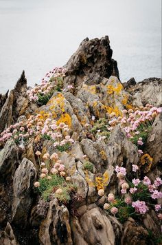 flowers growing out of the rocks by the water