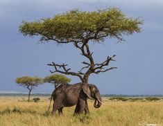 an elephant standing under a tree in the wild