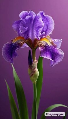 iris flower, purple mood