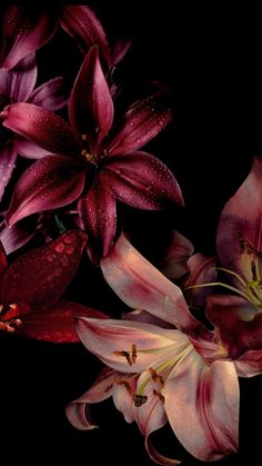 three red flowers with water droplets on them are shown in this artistic photograph, against a black background