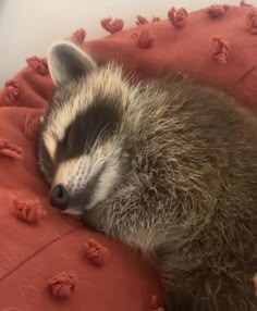 a raccoon sleeping on top of a red pillow