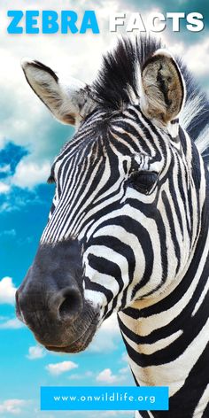 a close up of a zebra with the words zebra fact on it's face
