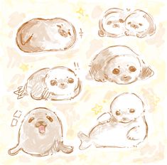 four different types of seal puppies drawn in pencil on a white paper with brown ink
