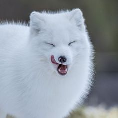 a white dog with its eyes closed and mouth wide open