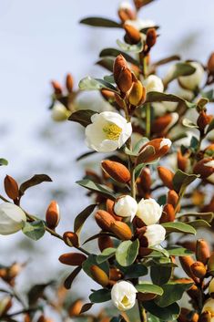some white flowers and green leaves on a tree