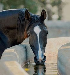 a black horse drinking water from a trough