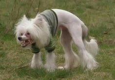 a small white dog standing on top of a grass covered field with its mouth open