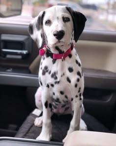 a dalmatian dog sitting in the back seat of a car