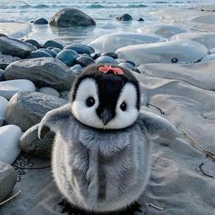 a penguin is standing on some rocks by the water and looking at the camera man