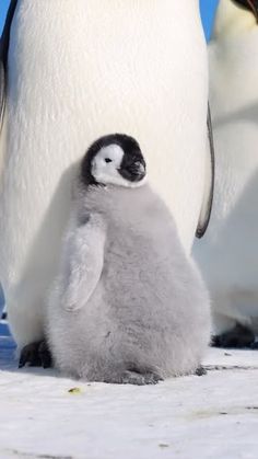 a baby penguin is standing next to an adult penguin