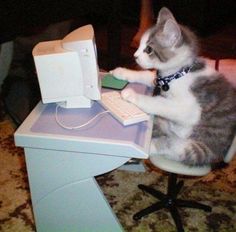 a cat sitting at a computer desk with its paws on the keyboard and paw up
