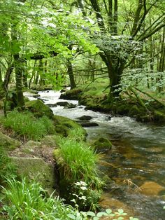 a stream running through a lush green forest