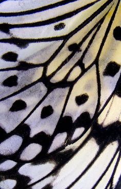 a close up view of a butterfly's wing with black dots on the wings