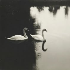 two swans are swimming in the water together