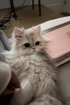 a fluffy white cat laying on top of a person's lap