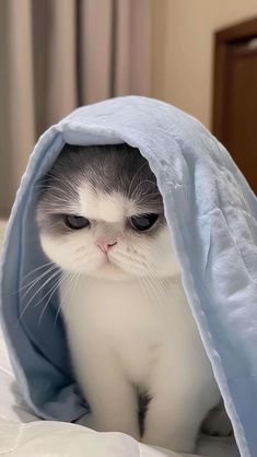 a grey and white cat sitting on top of a bed covered in a blue blanket